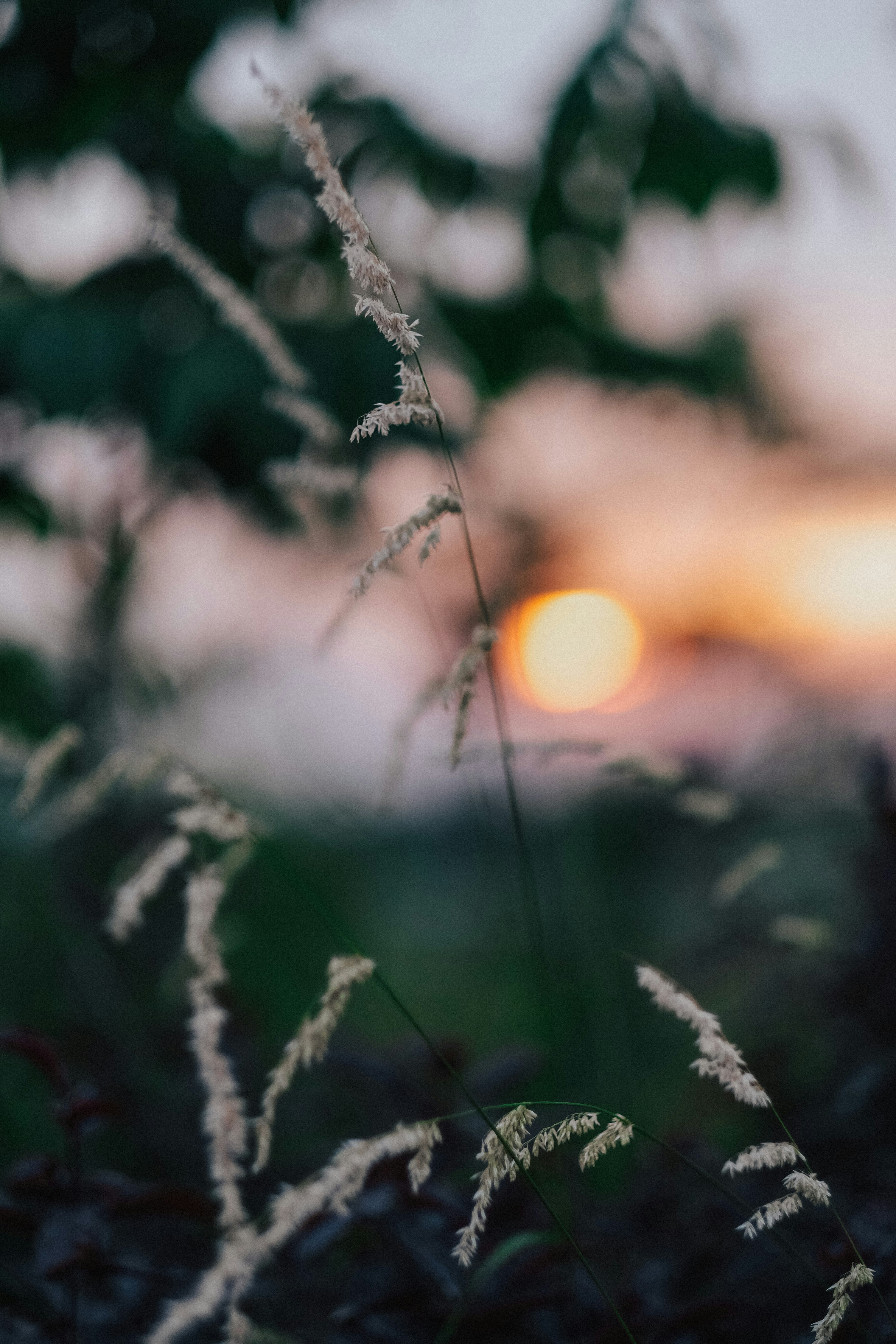 white flower buds in tilt shift lens